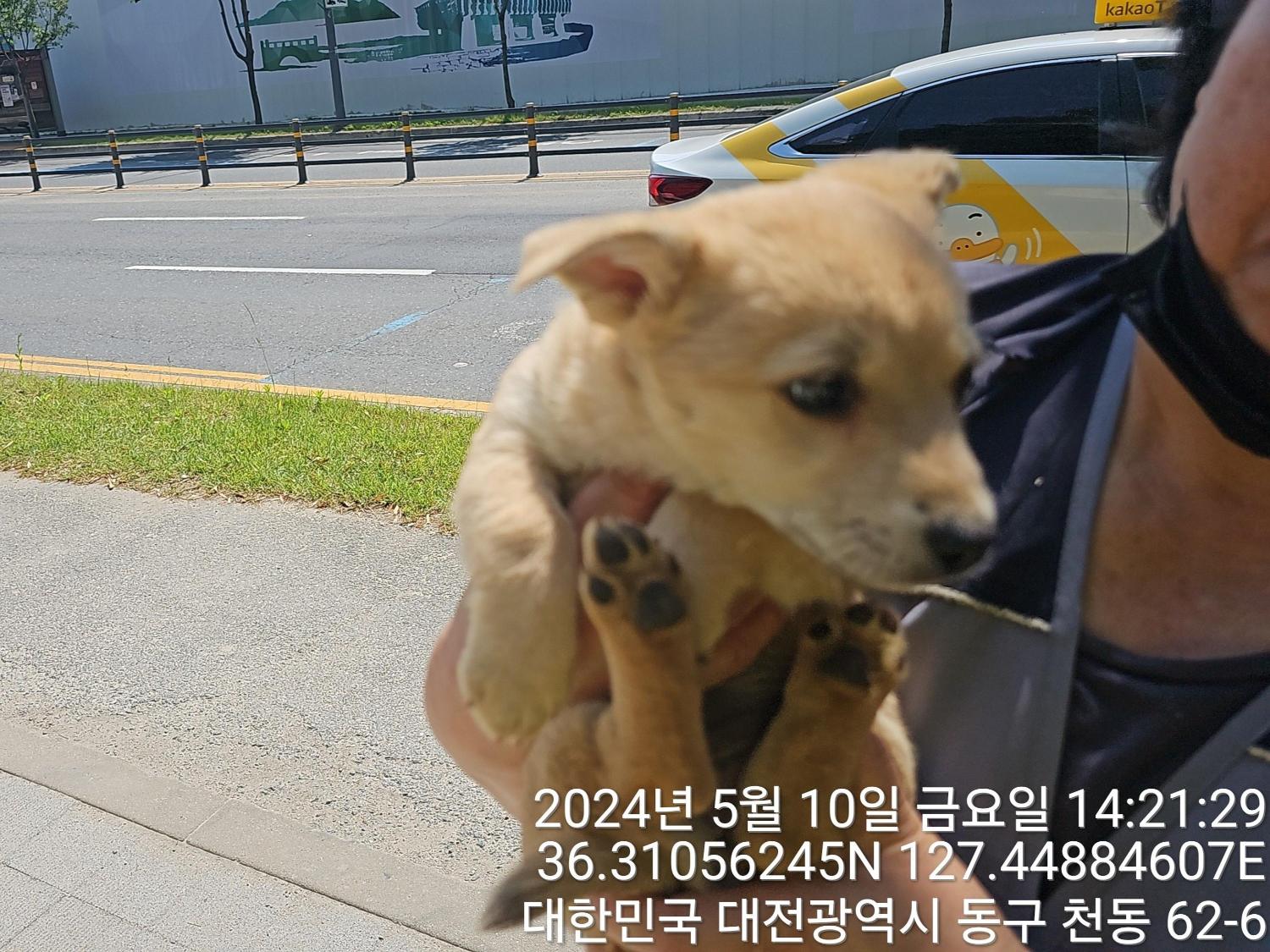 종료(입양) 믹스견…